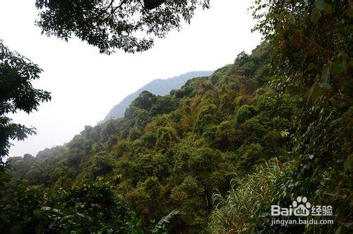 【深圳免費景點篇】深圳大梧桐山遊玩攻略