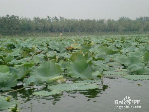 河南淮陽旅遊攻略