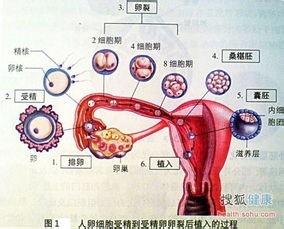 孩子成型的過程