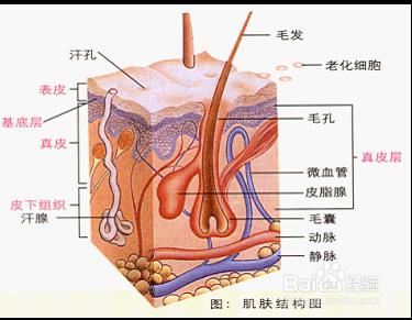 皮膚護理大奧祕