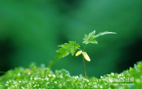 怎麼去除青春痘印