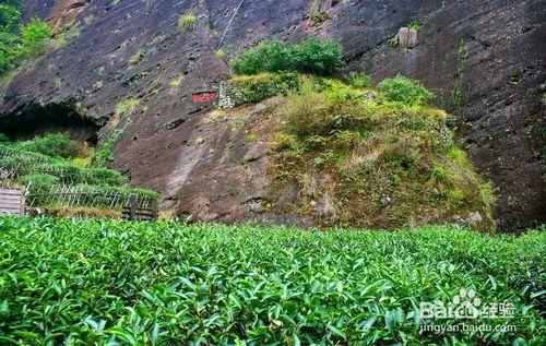 武夷巖茶十大名樅