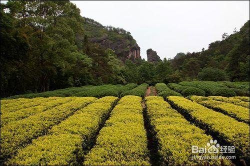 武夷巖茶十大名樅