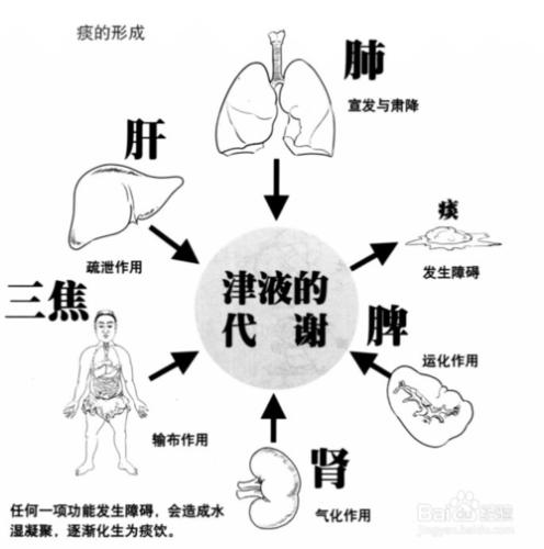 水溼痰飲的形成以及致病特點