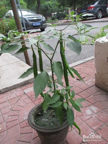 用花盆成就田園夢