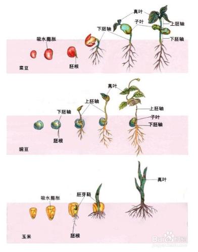 怎麼通過種子種植出植物