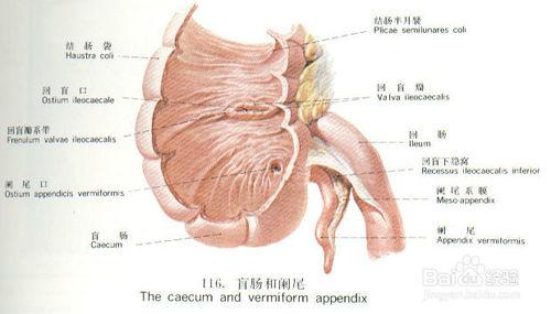 如何識別闌尾炎