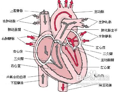 心血管疾病的症狀