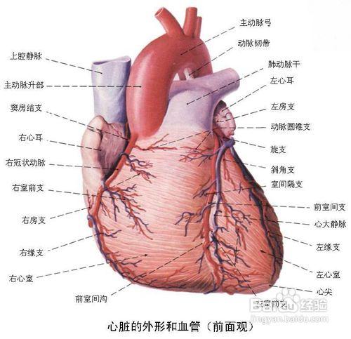 心血管疾病的症狀