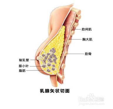 通過乳房看女性的身體狀況