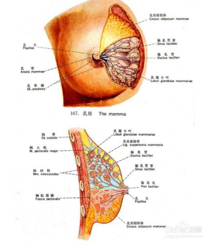 通過乳房看女性的身體狀況