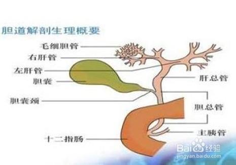 哪些因素在生活中能引起慢性胰腺炎？