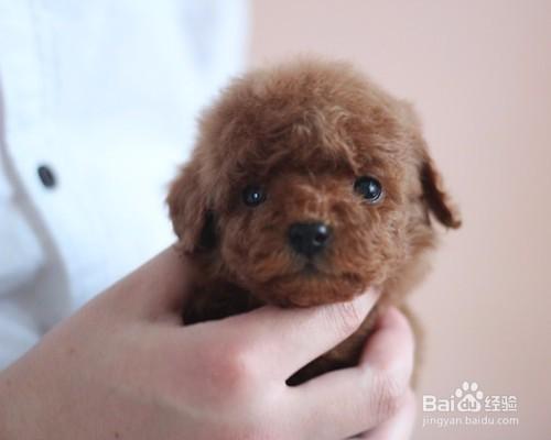 如何照顧貴賓幼犬 泰迪幼犬怎麼養