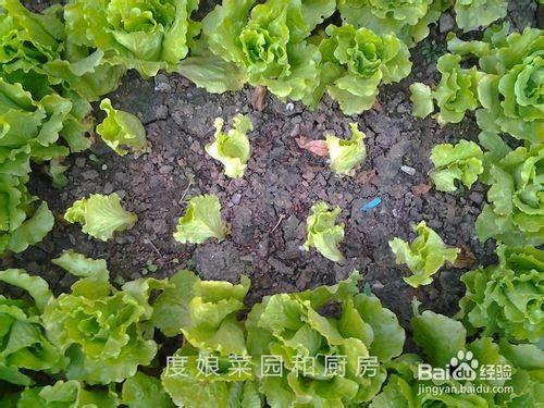 生菜種植方法