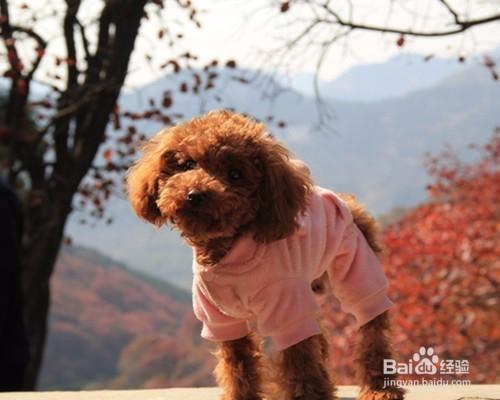 如何照顧貴賓幼犬 泰迪幼犬怎麼養