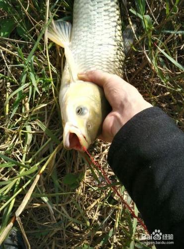 如何用魚釣釣草魚方法