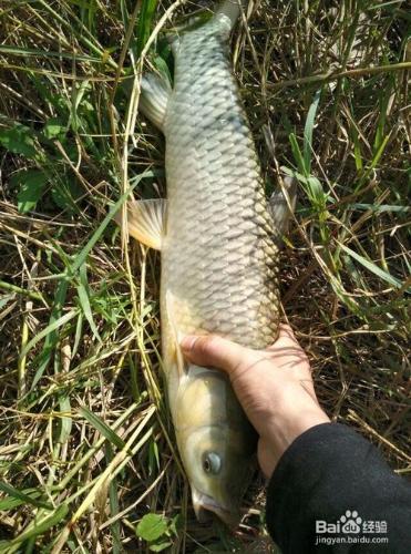 如何用魚釣釣草魚方法