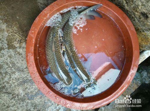 如何用魚釣釣草魚方法