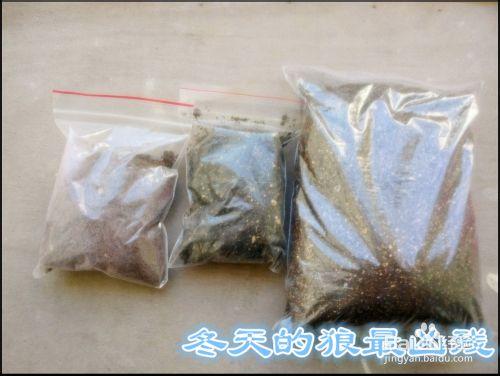 辦公室小植物怎麼種植？