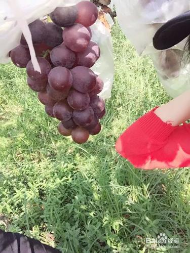 農莊摘葡萄要注意什麼
