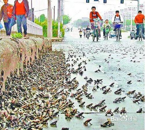 雅安地震 為什麼動物能提前知道地震呢