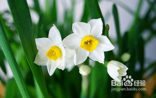 水仙花養殖方法