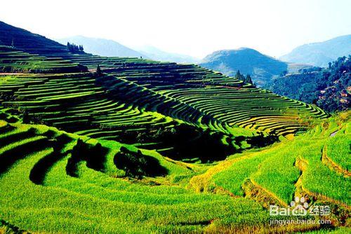 哈尼梯田在哪裡？旅遊地圖詳解