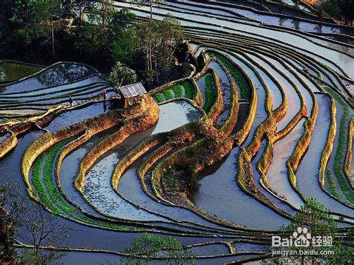 哈尼梯田在哪裡？旅遊地圖詳解