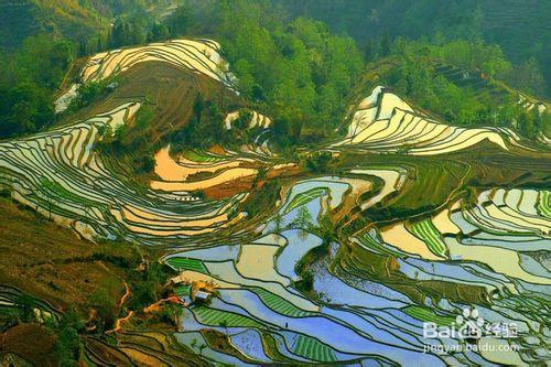 哈尼梯田在哪裡？旅遊地圖詳解