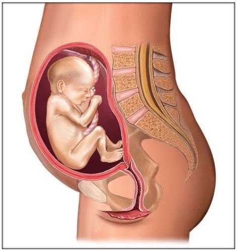 圖解胎兒成長過程