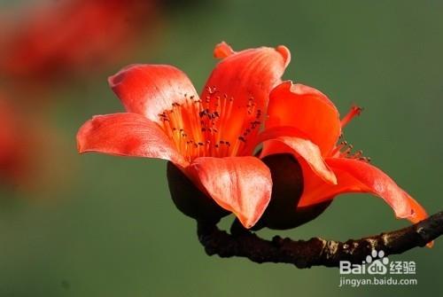 中國各城市的市花與詩韻