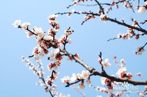 中國各城市的市花與詩韻