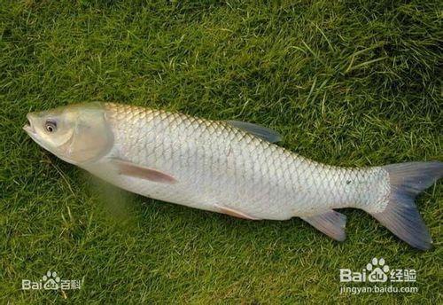 釣魚高手總結的釣草魚用什麼餌料最好