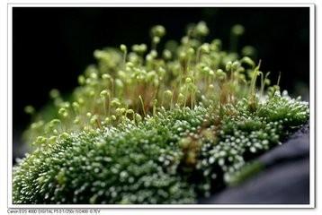 苔蘚植物的妙用