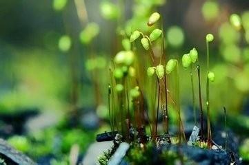 苔蘚植物的妙用