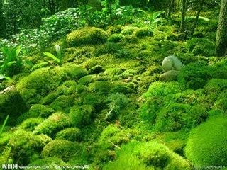 苔蘚植物的妙用