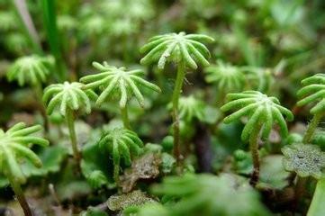 苔蘚植物的妙用