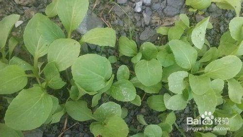 怎麼樣種小油菜