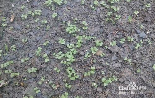 怎麼樣種小油菜