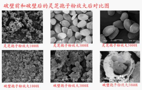 曝光——破壁技術中最牛的低溫氣流破壁技術