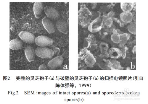 曝光——破壁技術中最牛的低溫氣流破壁技術