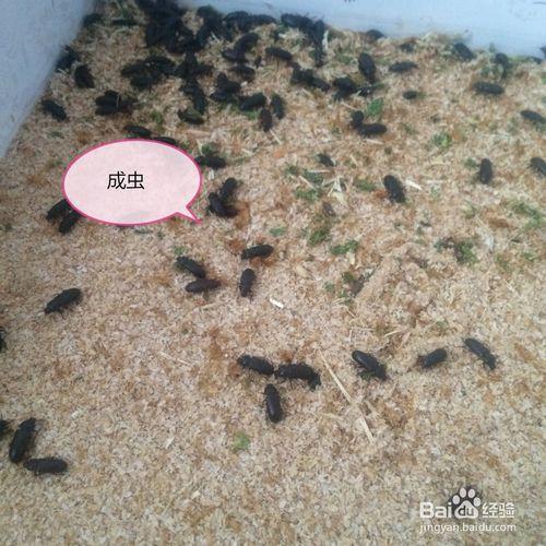 家庭養殖（寵物飼料）黃粉蟲小技巧