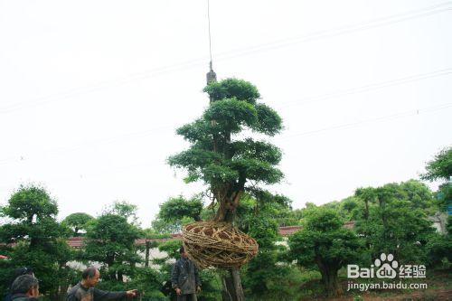 正確的對節白蠟大樹起樹、裝運、移栽過程