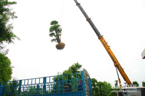 正確的對節白蠟大樹起樹、裝運、移栽過程