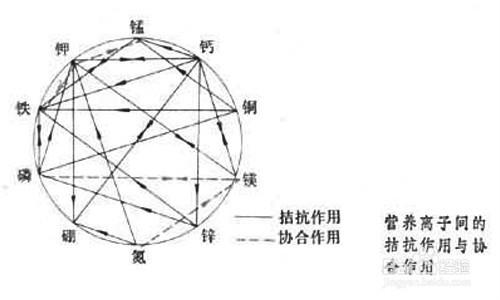 果樹黃葉病怎麼治之果樹缺素症的危害