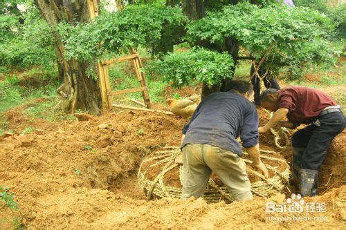 正確的對節白蠟大樹起樹、裝運、移栽過程