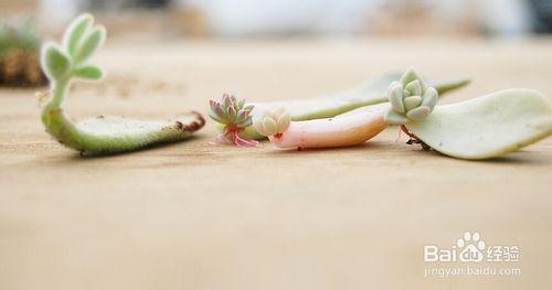 多肉植物怎麼種植