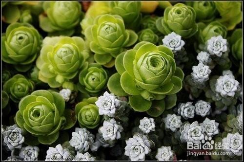 多肉植物怎麼種植