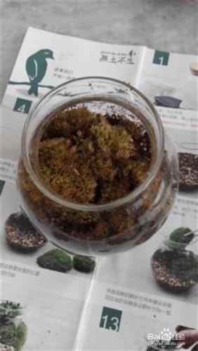 怡然自樂苔蘚盆栽製作方法