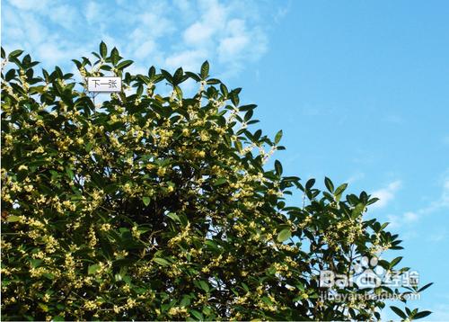 桂花樹的施肥